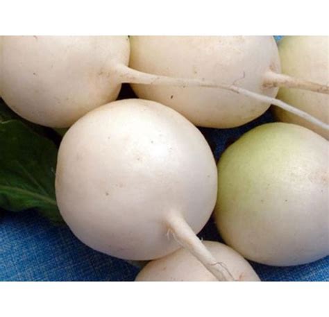 Radish winter white seeds, heirloom, non-gmo, organic