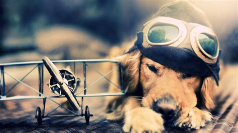 Pilot Dog wallpaper | 1920x1080 | #25183