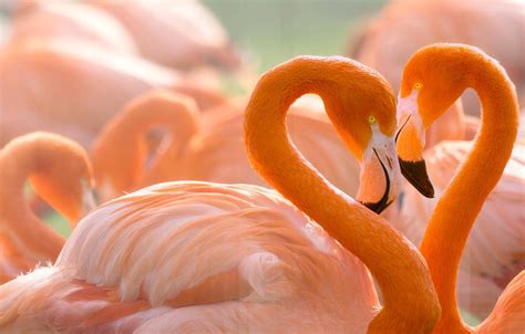 lovely pink flamingo birds wallpaper wallpaperscom