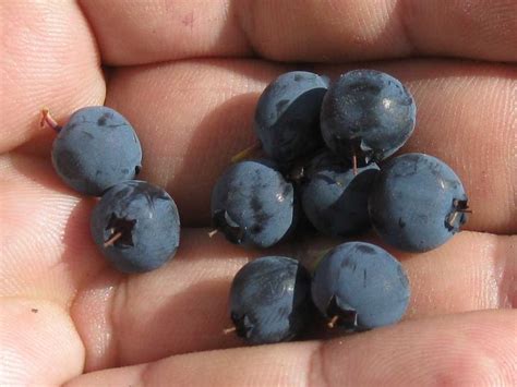 Vaccinium vulcanorum - Изображение особи - Плантариум