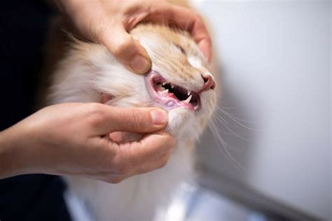 Why Are There Sores Around My Cat's Mouth? (Vet Answer) - Catster