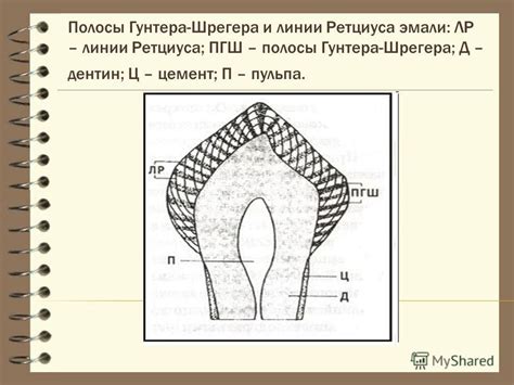 Презентация на тему: "Исторические этапы развития терапевтической ...