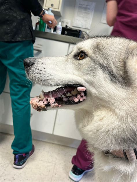 Dog Oral Disease at Elijah Byrnes blog
