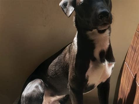 Cão SRD (Adoção Urgente) - Meu Pet Amoroso