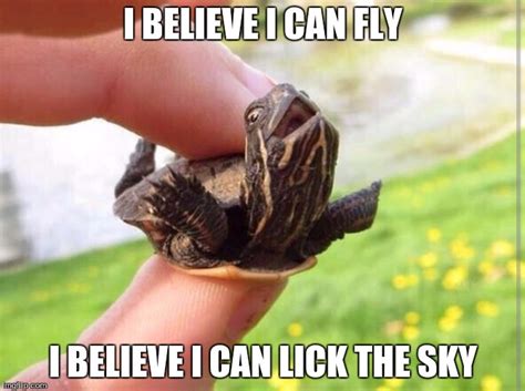 happy turtles - Imgflip