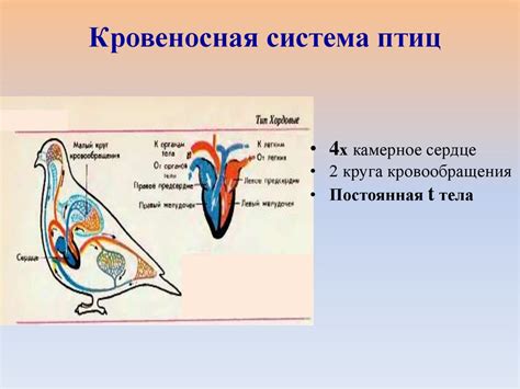 Класс Птицы - презентация онлайн