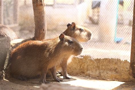 10+ Free Osos Maduros & Cigar Photos - Pixabay