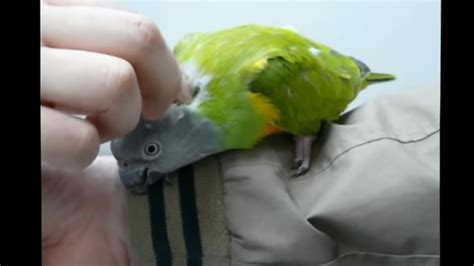 Senegal Parrot Beak and Nail Trimming - YouTube