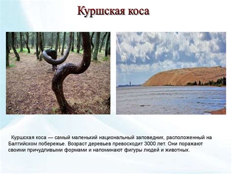 Национальный парк "Куршская коса" - презентация онлайн