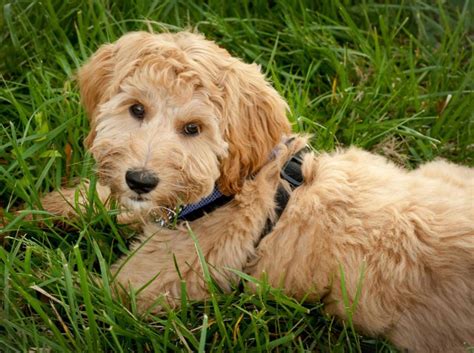 Die passende Pflege für den Labradoodle