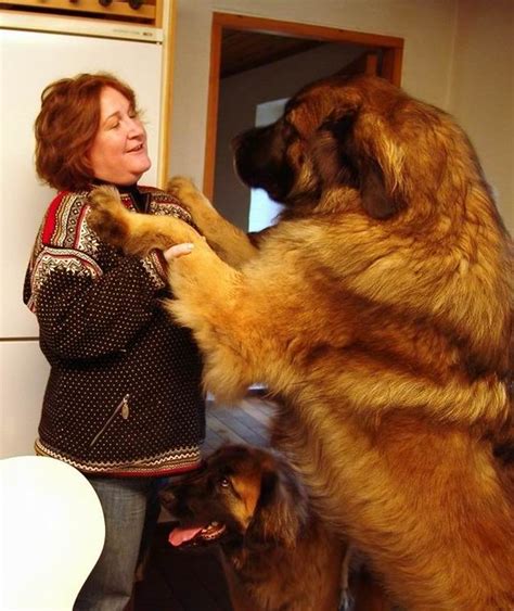 ONE BIG DOG! | Flickr - Photo Sharing!