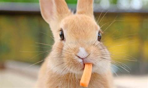 bunny teeth  guide   rabbits chompers bechewy