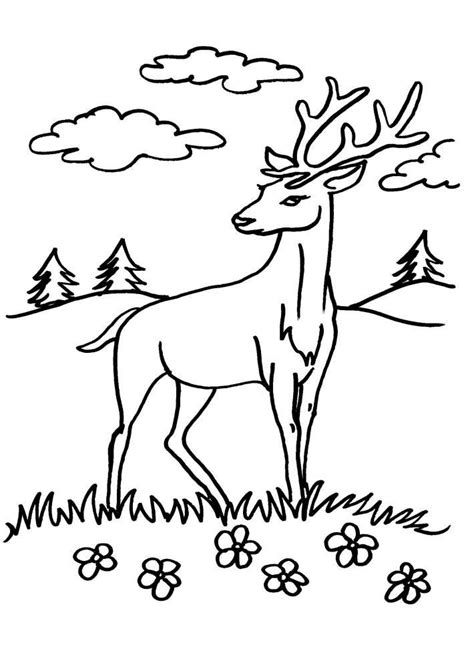 DESENE DE COLORAT CU CERBI