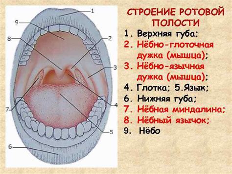 Анатомия человека Учение о внутренностях СПЛАНХНОЛОГИЯ ВНУТРЕННИЕ