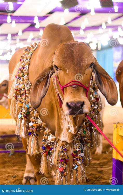 Cow To Be Slaughtered for Qurbani during the Days of Eid-ul-adha Stock ...