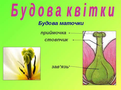 Квітка - презентація з біології