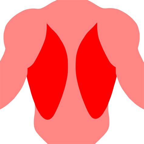 Muscle Dos Anatomie