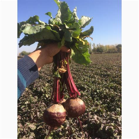 Свекла столовая оптом — Agro-Kazakhstan