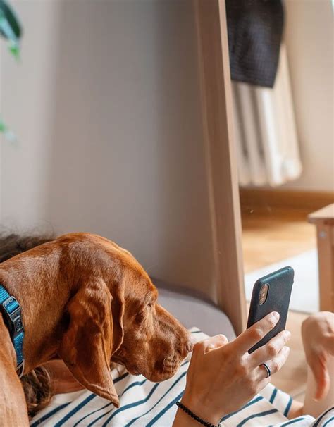 The Real Reason Your Dog’s Paws Smell Like Fritos - PetLab Co