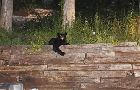 Black bear removed from North Alabama yard - al.com