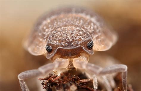 Woodlice 01 by macrojunkie on DeviantArt