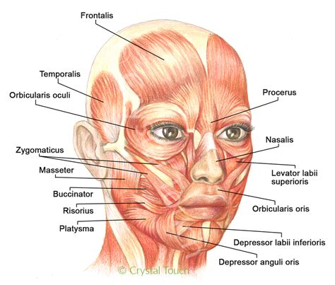 Visual Anatomy 視覚解剖学