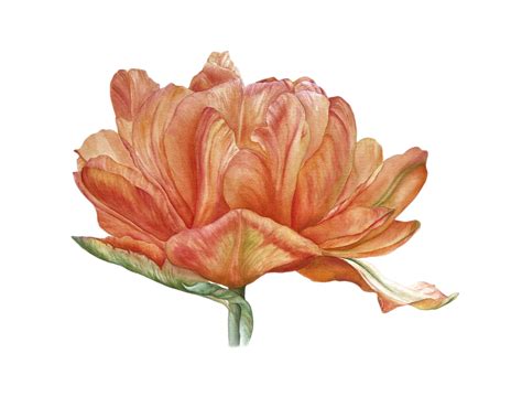 Дарія Павленко. Тюльпан - botanicalartua.com