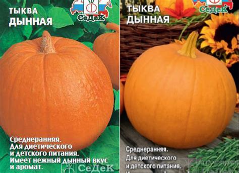 Тыква Дынная: описание сорта, фото, отзывы, характеристика, достоинства ...