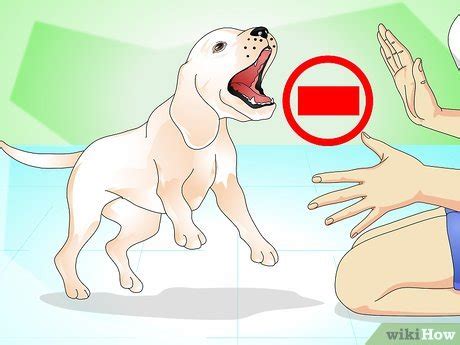 how to remove a thorn from a dogs paw