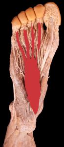 flexor digitorum brevis anatomicsweden