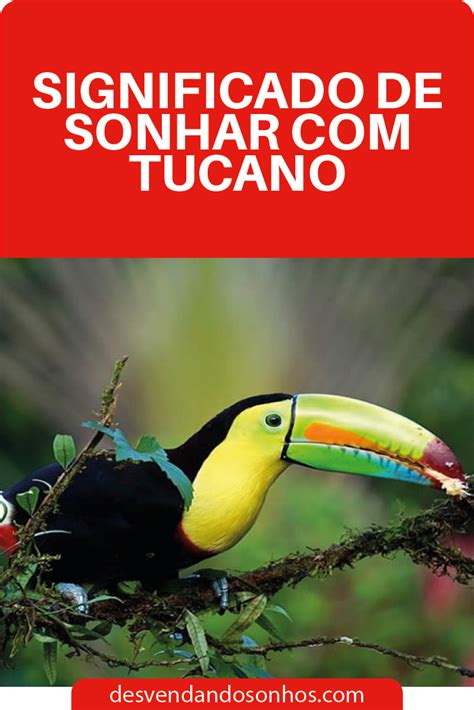 Sonhar Com Tucano Significado - Significado de Sonhar Com Tucano | Tucano, Significado dos sonhos ...