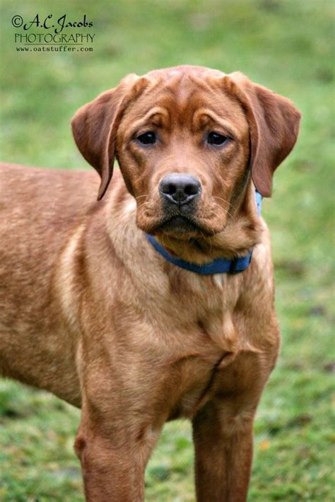 Red lab - look at that face | Red lab, Pets, Dogs