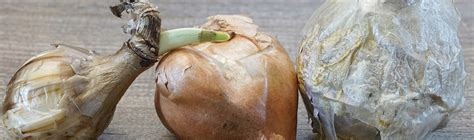 beautiful bulbseasily redwood nursery garden center