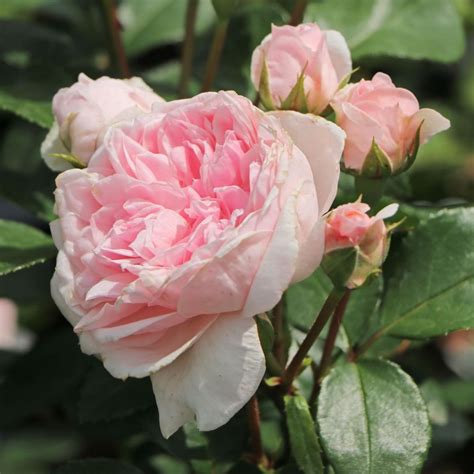 Купить Роза кустовая Cinderella - Кустовые - GardenPlants