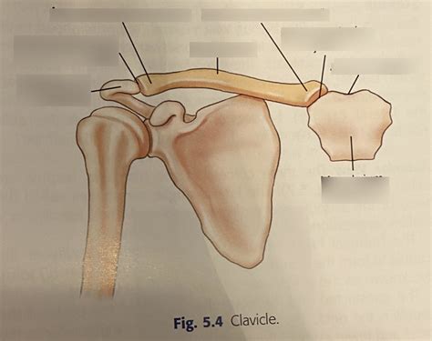 Clavicle Anatomy Diagram | Quizlet