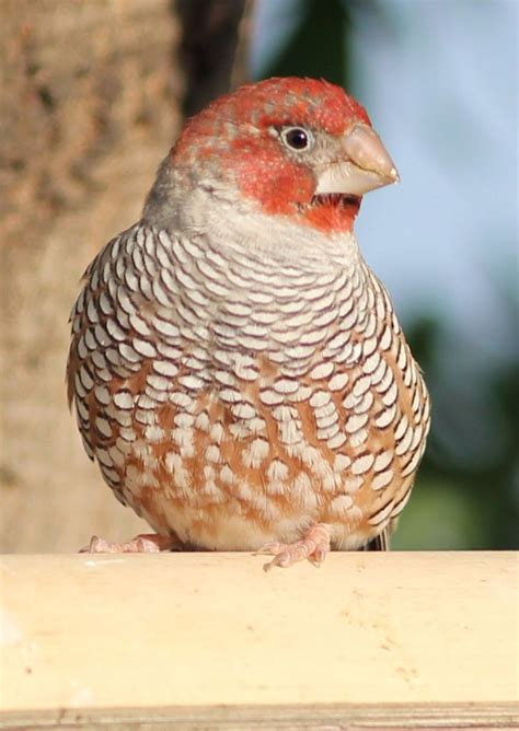 Rooi kop vink. | Beautiful birds, Wild birds, Cute birds