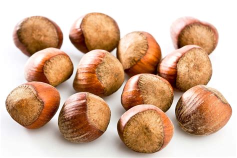 hazelnut description species facts britannica
