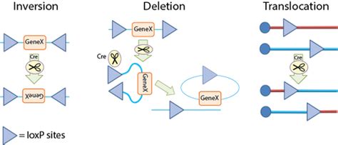 addgene cre lox system