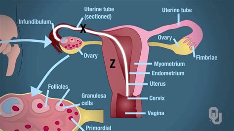 anatomy and physiology of female reproductive system - YouTube