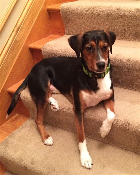 220 best Interesting Dog In The World images on Pholder | Aww