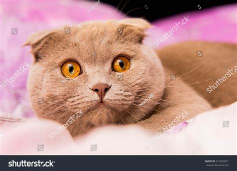 Scottish Fold Cat Stock Photo 611824871 | Shutterstock