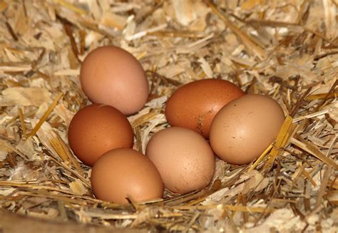 jd  christieview farm  hens  eggs