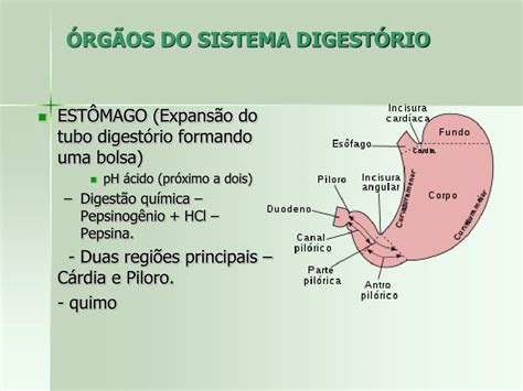 PPT - SISTEMA DIGESTÓRIO PowerPoint Presentation, free download - ID:824563