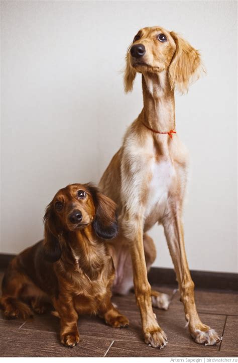 120 best images about Saluki on Pinterest | Beautiful dogs, Dog show ...
