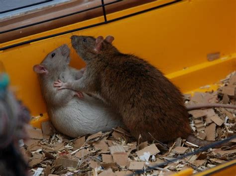 Are My Rats Playing or Fighting? Understanding Rat Behavior