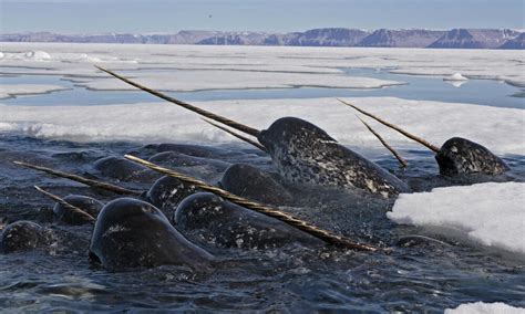 Unicorn of the Sea: Narwhal Facts | Stories | WWF