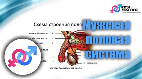 Урок №8. "Мужская половая система. Строение и особенности" - YouTube