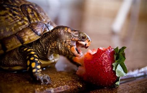 What Do Box Turtles Eat? Expert Diet & Feeding Guide
