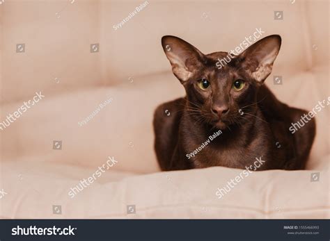 11,419 Oriental Kitten Images, Stock Photos & Vectors | Shutterstock
