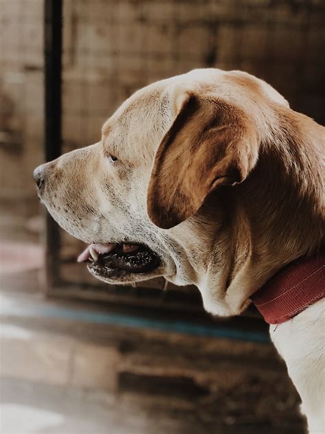 images mammal vertebrate canidae dog breed snout carnivore